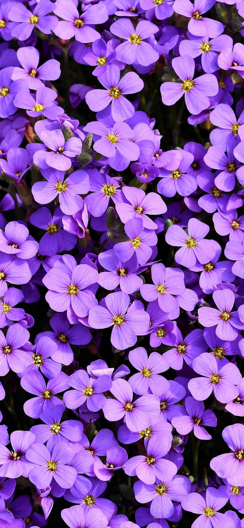 Aubrieta , Виолетови цветя, Blossom, Spring, Bloom, Purple, Flowers, iphone 13 pro max spring HD тапет за телефон