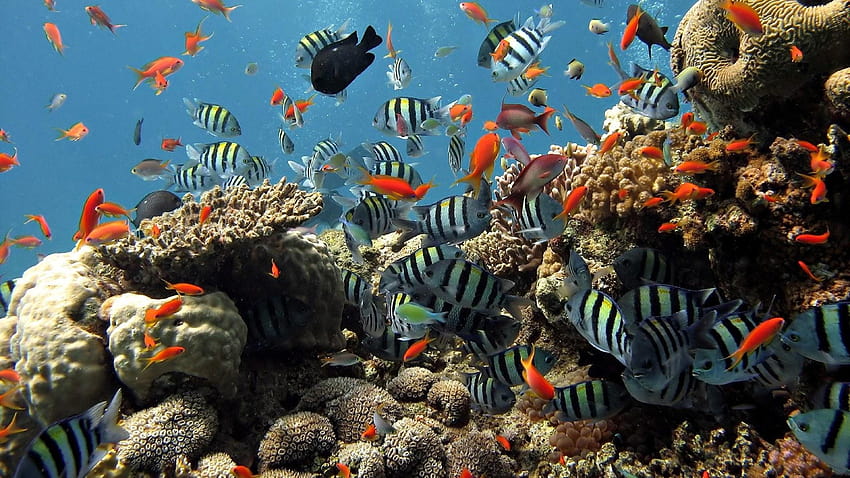 Ultra Underwater , Backgrounds, undersea HD wallpaper