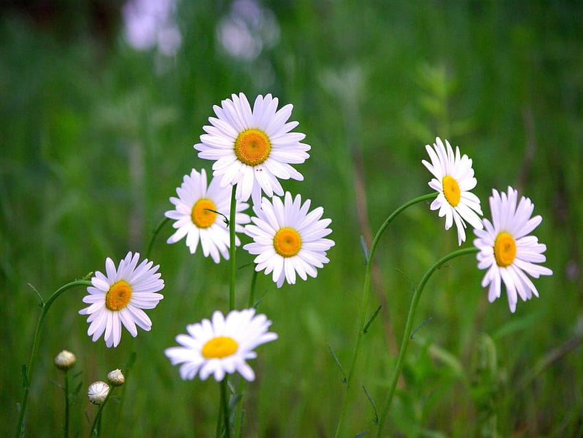 Hoa cúc trắng là biểu tượng của sự tinh khiết và thuần khiết. Hình ảnh hoa cúc trắng rực rỡ và bình thản sẽ mang đến cho bạn cảm giác yên bình và sự an nhiên. Hãy xem ảnh hoa cúc trắng để thu hút nguồn năng lượng tích cực cho ngày mới.