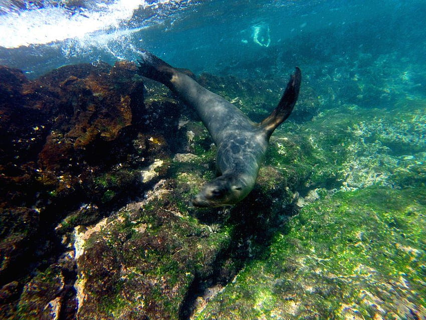 Eine Ode an die Galapagos-Inseln: primitive Länder und pulsierende Meere, fin greenall HD-Hintergrundbild