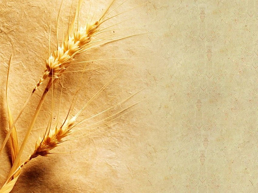 Best 5 Wheat Grain on Hip, grains HD wallpaper