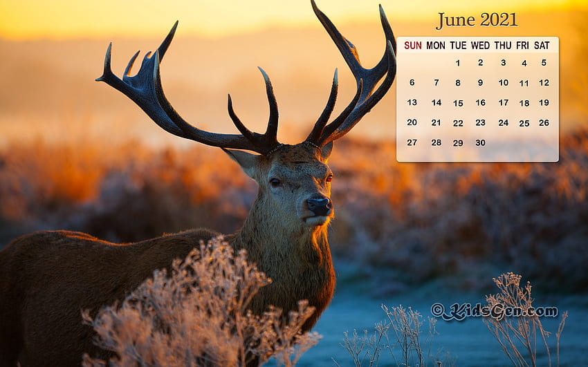 Month wise Calender 2021 HD wallpaper