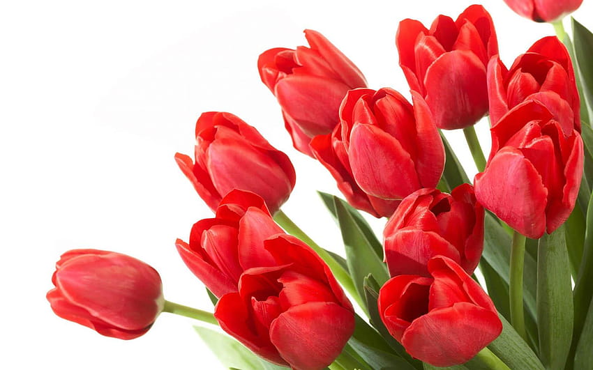 : Red Tulips HD wallpaper