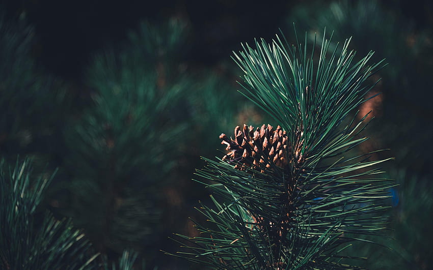 Pinus [3840×2400] :, pinus keren Wallpaper HD