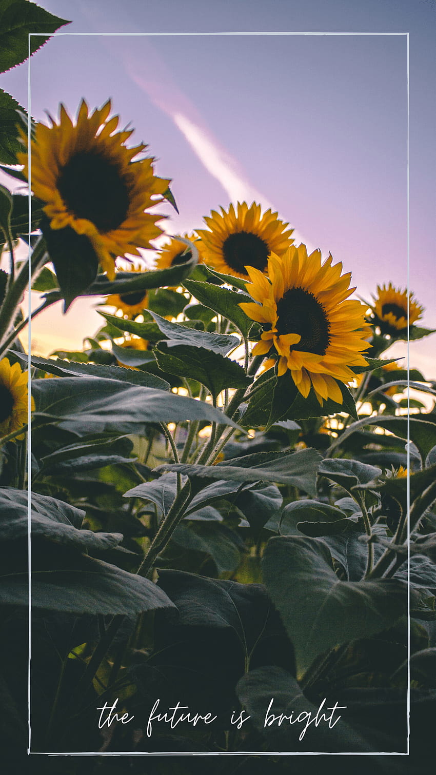 Bunga matahari, bunga matahari biasa wallpaper ponsel HD