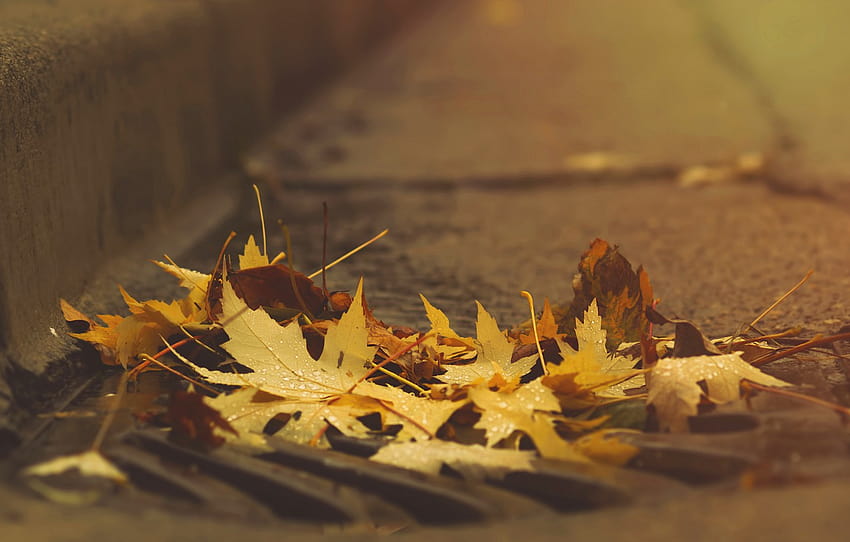 jalan, musim gugur, aspal, daun, tetes, alam, latar belakang, suasana hati, dedaunan, kuning, perbatasan, setelah hujan, beton, coklat, bohong, maple, bagian природа Wallpaper HD