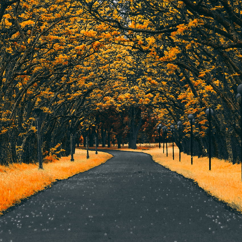 2048x2048 Paved Road Autumn Ipad Air , Backgrounds, and, ipad autumn HD phone wallpaper