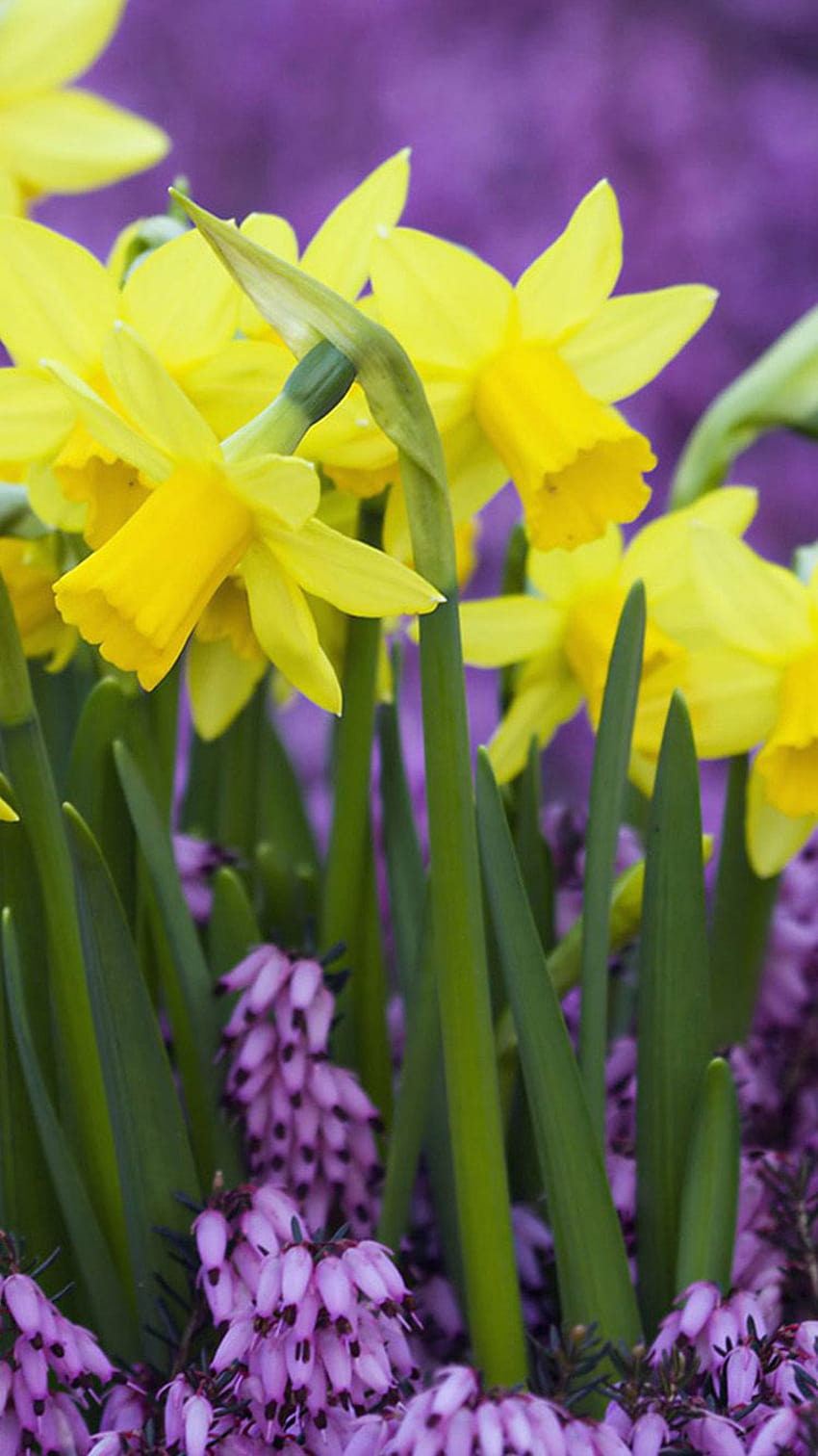 DAL: 4 Beautiful Daffodil, iphone daffodils HD phone wallpaper | Pxfuel