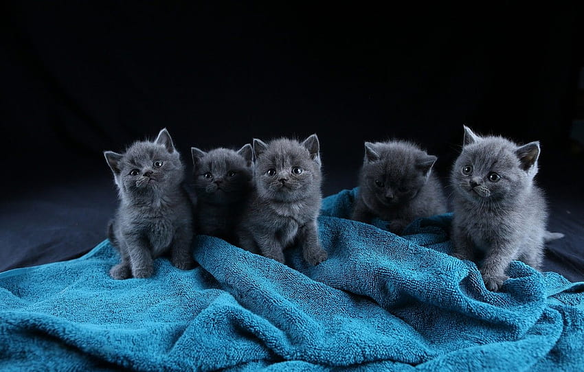 cats, kitty, blue, kittens, black background, kitty, kids, grey, five, sitting, British, brood, five, five kittens, Terry towel , section кошки, grey kittens HD wallpaper