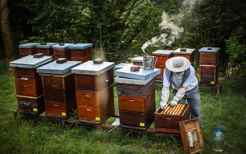 Tempat pemeliharaan lebah, peternakan lebah Wallpaper HD