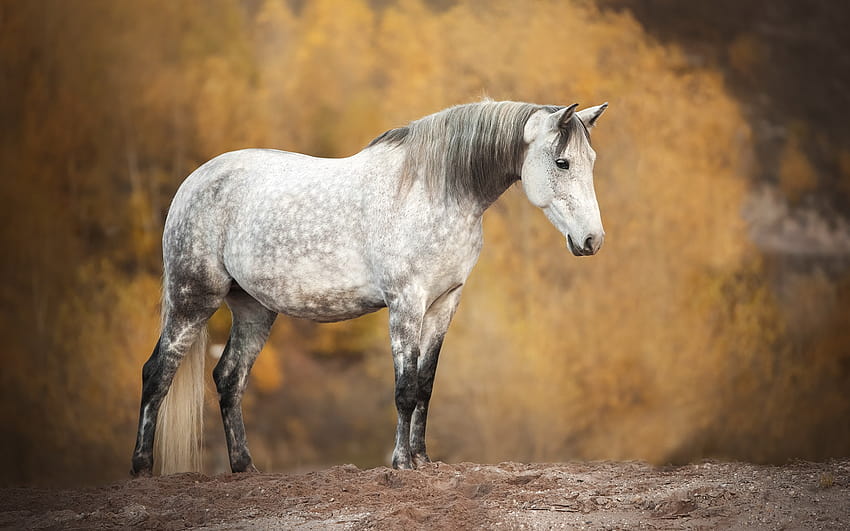 horse, field, autumn, white horse, wildlife, horses with resolution 1920x1200. High Quality, dapple grey horses HD wallpaper