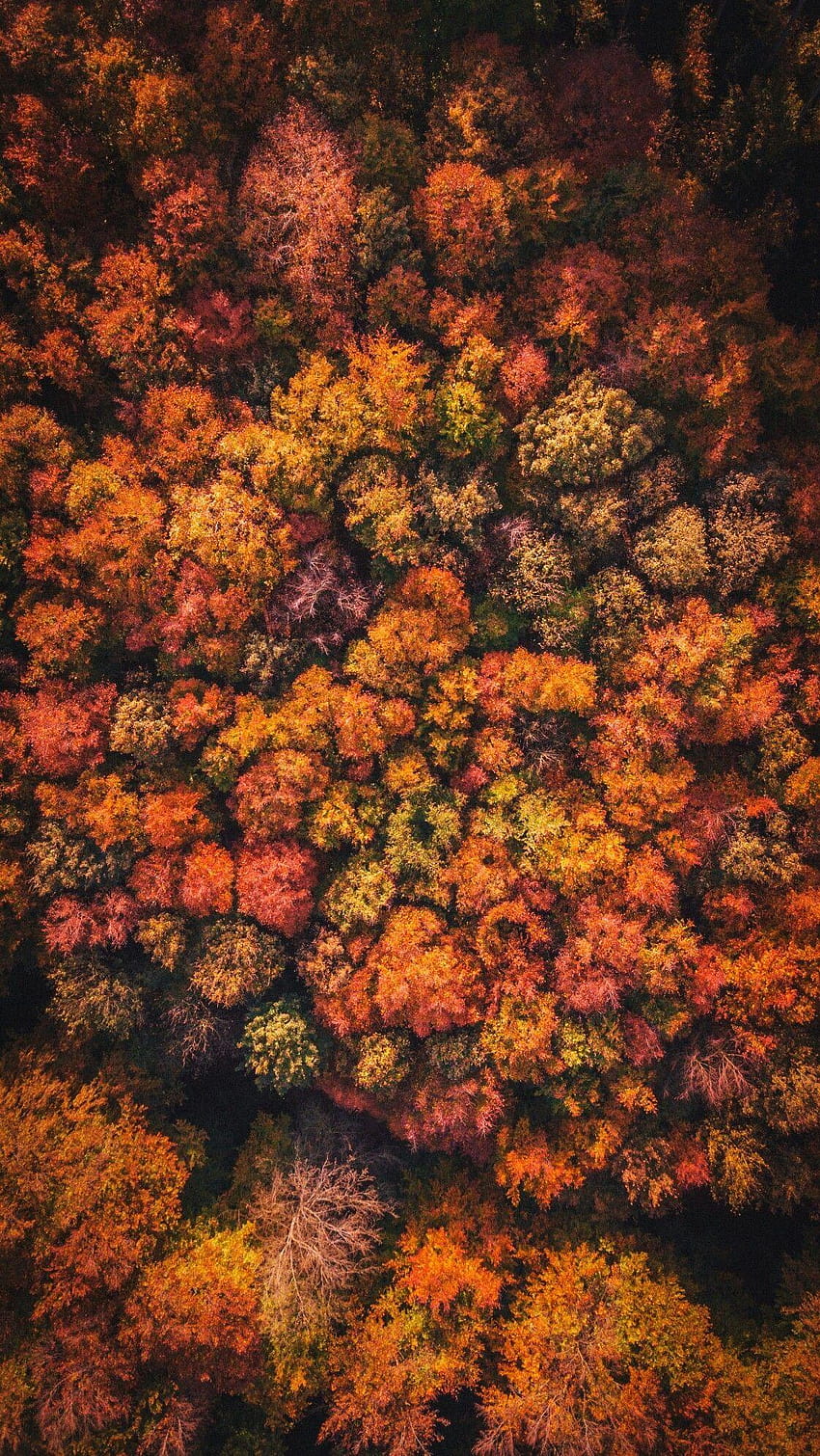 Drone graphy, autumn aerial HD phone wallpaper | Pxfuel