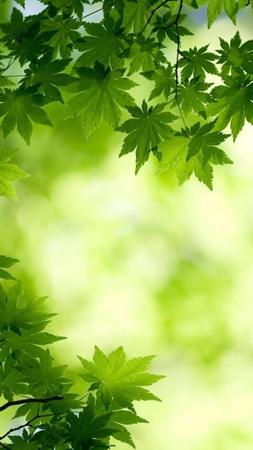 Nature Bright Green Overlap Maple Leafy Branch Blur iPhone 8, nature verde fluorescente iphone Sfondo del telefono HD