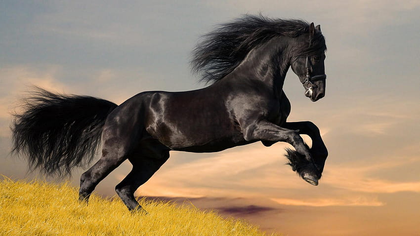 Panoramiczny 3D, biegnące konie Tapeta HD