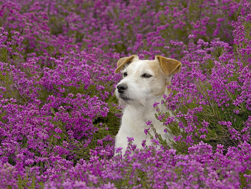 4 Spring Animal สำหรับสัตว์ในฤดูใบไม้ผลิ วอลล์เปเปอร์ HD