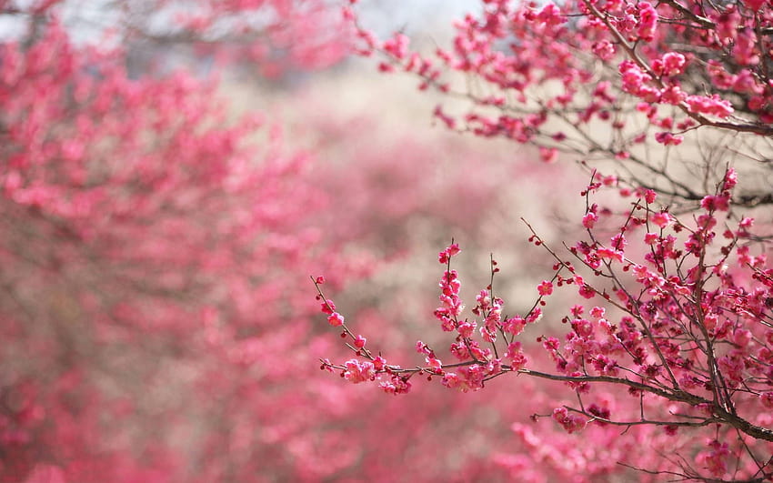s de flor de cerezo, flor estética de anime fondo de pantalla