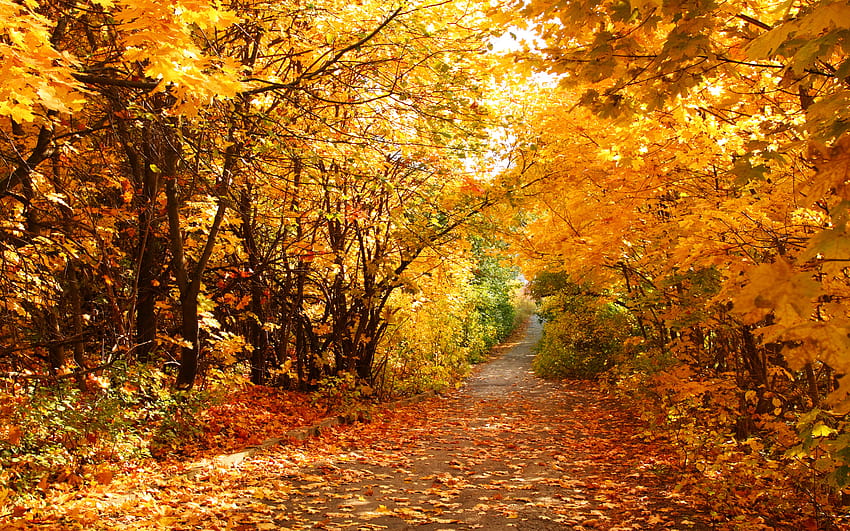 autumn lanes HD wallpaper