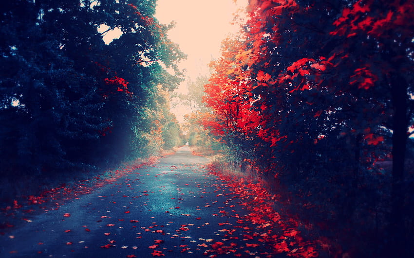 27 Pełna jesień Jesień Drzewa Liście Przyroda jest czerwona na komputerze Mac Apple 113 :: Jesienne drzewo, czerwona jesień Tapeta HD
