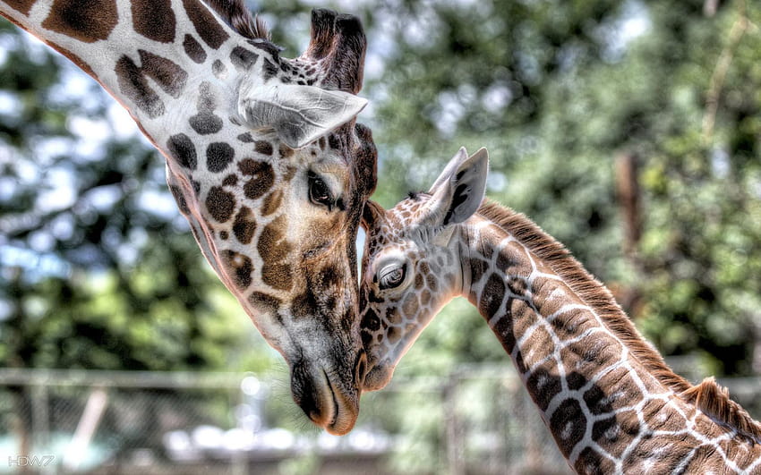 animals momma baby giraffe love HD wallpaper