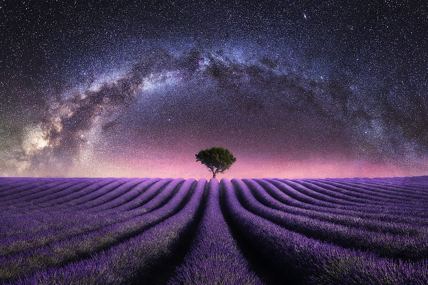 Sternenhimmel über Lavendelfeld, Lavendelfeld in der sternenklaren Nacht HD-Hintergrundbild