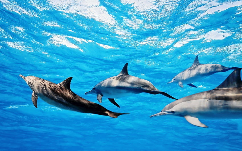 Делфини, фонове на делфини, делфини HD тапет