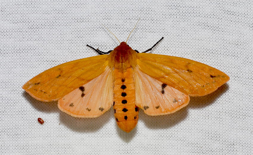 Pyrrharctia イザベラ、イザベラ タイガー蛾の幼虫 高画質の壁紙