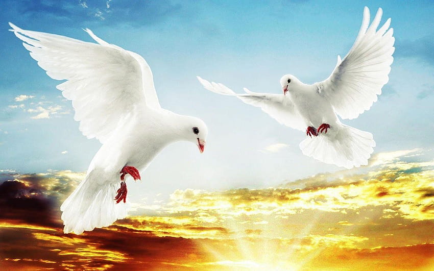 Dove and Backgrounds, dove with heart HD wallpaper