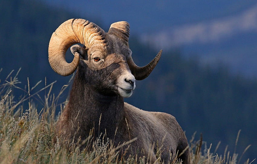 rumput, alam, tanduk, domba bighorn gurun , bagian животные, domba Wallpaper HD