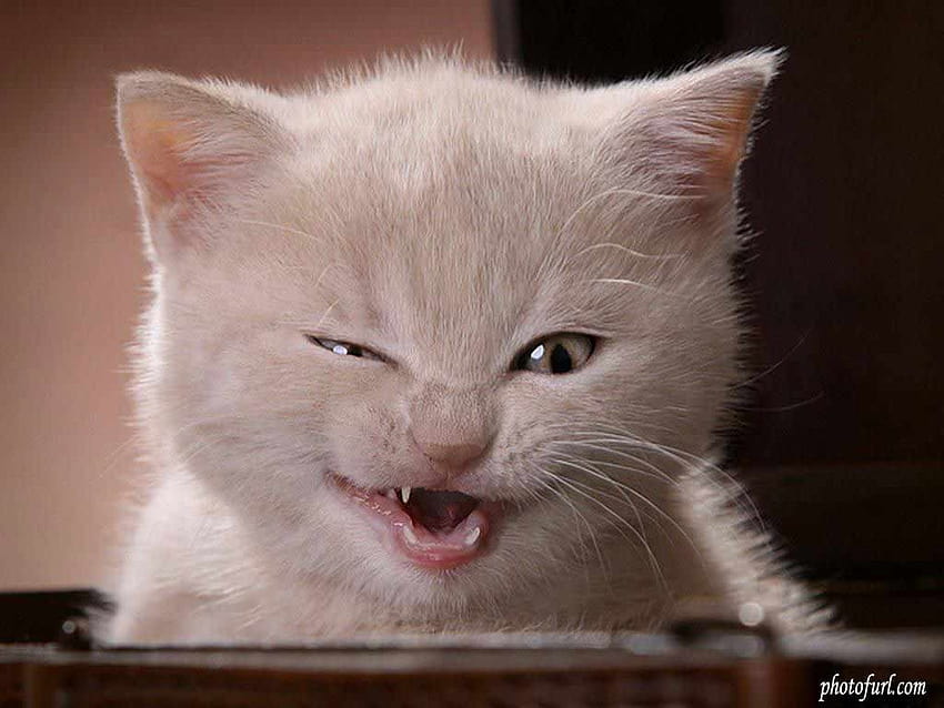 웃긴 귀여운 고양이 23 배경 Hive com, pic of, funny cats HD 월페이퍼