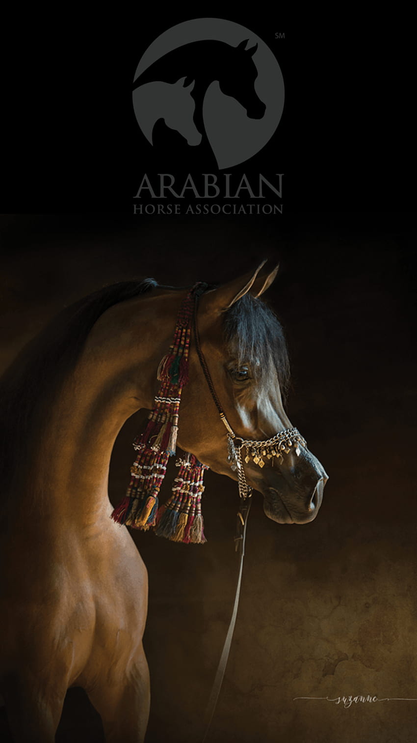 Konie arabskie, brązowy koń arabski Tapeta na telefon HD