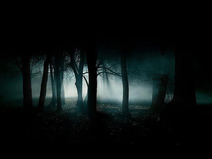 81 Spooky Forest HD wallpaper