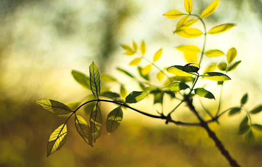 Green leaf blurred HD wallpapers | Pxfuel