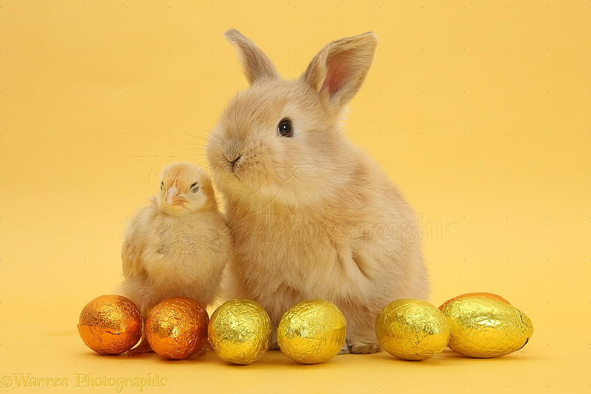 Wp33857 Sandy Baby Rabbit And Yellow Bantam Chick With, cute easter bunnies HD wallpaper