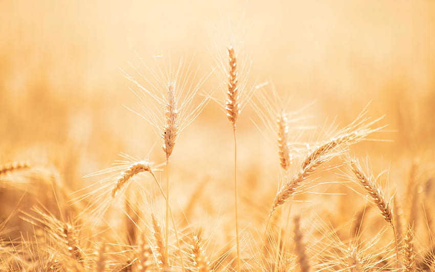 2560x1600 spikelets, wheat, field, dry, harvest, sun wheat fields HD wallpaper