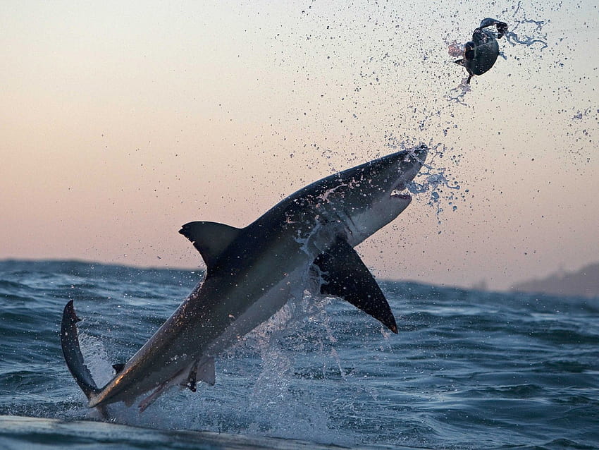 Flying Great White Shark Attack : 13 HD wallpaper