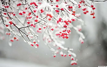 desktop-wallpaper-winter-flowers-holiday
