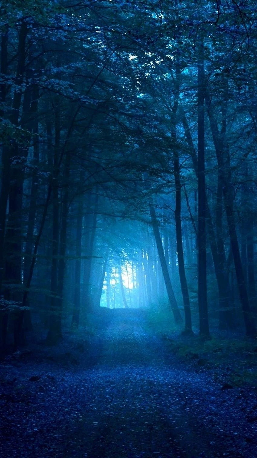 ป่าสีน้ำเงิน วอลล์เปเปอร์โทรศัพท์ HD