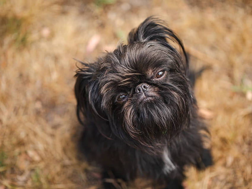 Brussels Griffon Who Sounds Like a Chicken Is Nothing Short of Adorable HD wallpaper