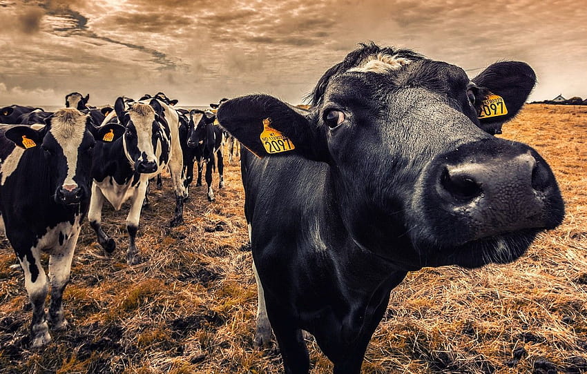 Cattle, livestock HD wallpaper