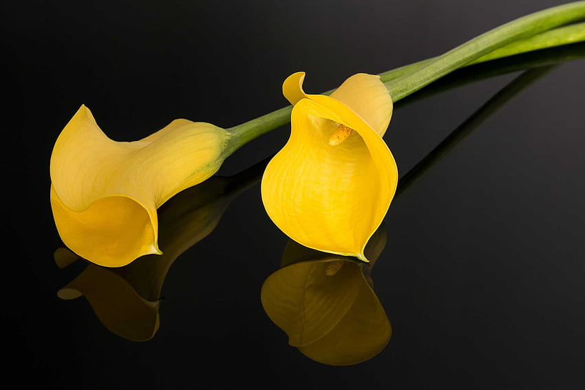 Flor de lirio de cala, flor de fondo de pantalla