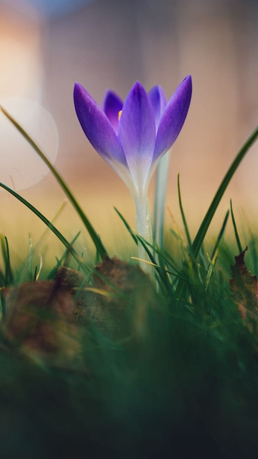 Lila Krokus, Blume, Frühling 1920x1200, lila Krokusse HD-Handy-Hintergrundbild