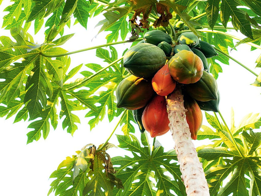 Papaya Growing Conditions Pawpaw Hd Wallpaper Pxfuel