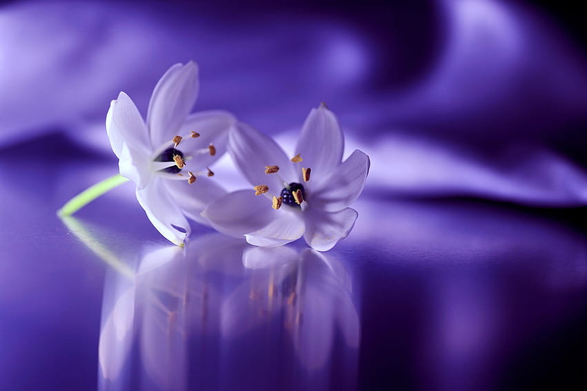 : luz de sol, blanco, Flores, púrpura, azul, flor, flor, flora, pétalo, computadora, Planta de tierra, planta floreciendo, de cerca, grafía macro 2048x1363, Flor púrpura fondo de pantalla