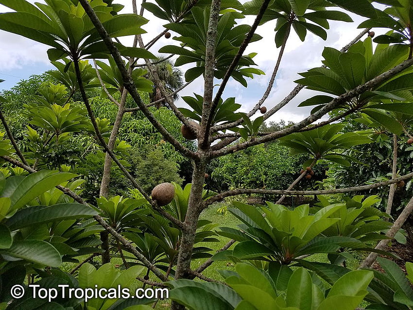 1920x1080px, 1080P Free download | of Mamey Sapote HD wallpaper | Pxfuel