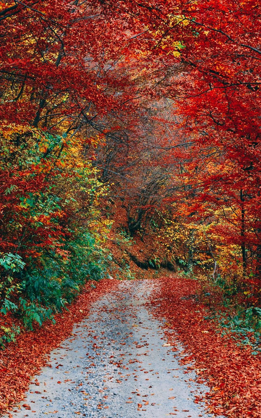 Colorful Autumn Fall Roadway Pure Ultra, красив мобилен телефон HD тапет за телефон