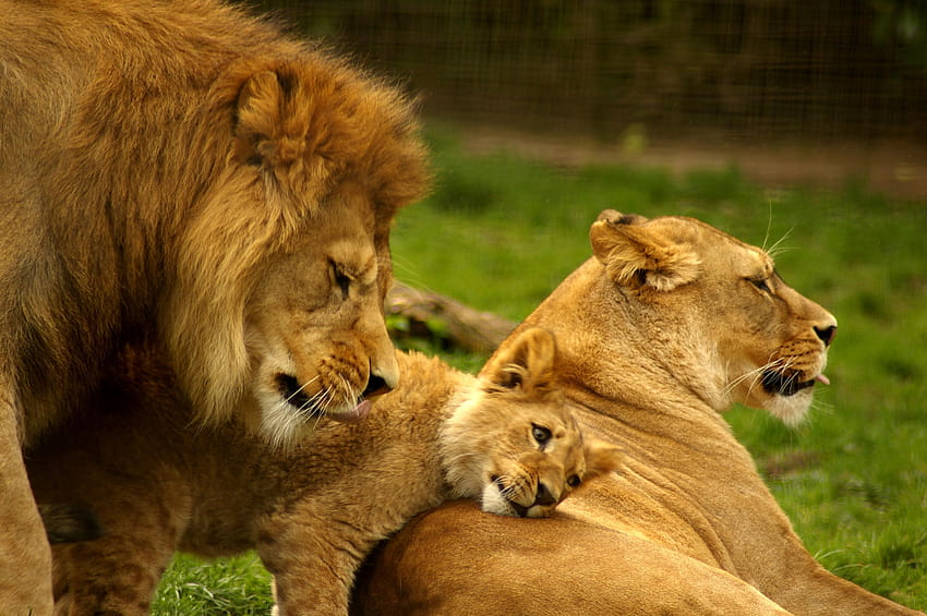 : Família Leão, leão e família papel de parede HD