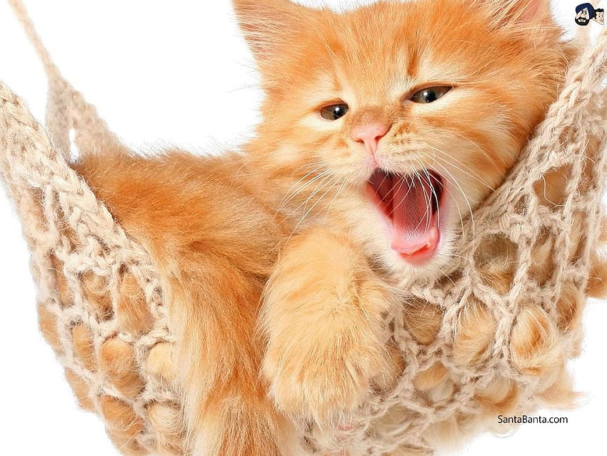 Seekor kucing lucu yang sedang menguap di tempat tidur gantung, kucing sedang menguap Wallpaper HD