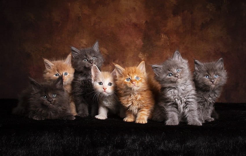 Schauen Sie, Katzen, Pose, der dunkle Hintergrund, Kätzchen, Fell, Kinder, rot, Gesellschaft, grau, Freunde, viel, Gesichter, Maine Coon, süß, Sektion Katzen, dunkle Kätzchen HD-Hintergrundbild