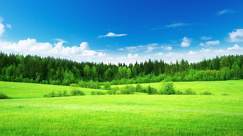 หญ้าเขียว ป่าทึบ ท้องฟ้าสีคราม ธรรมชาติ สีฟ้าอมเขียว วอลล์เปเปอร์ HD