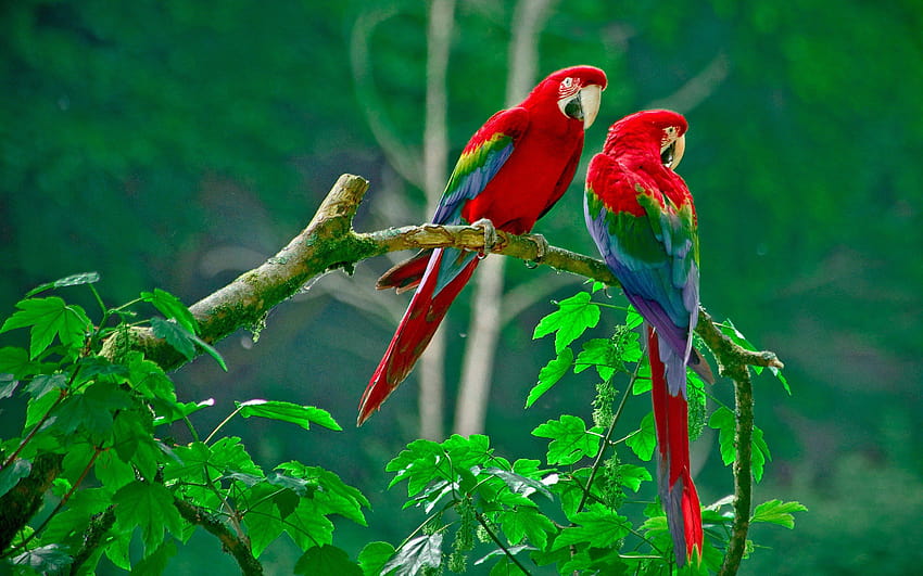 2880x1800 Parrots Paradise Macbook Pro Retina, due uccelli Sfondo HD